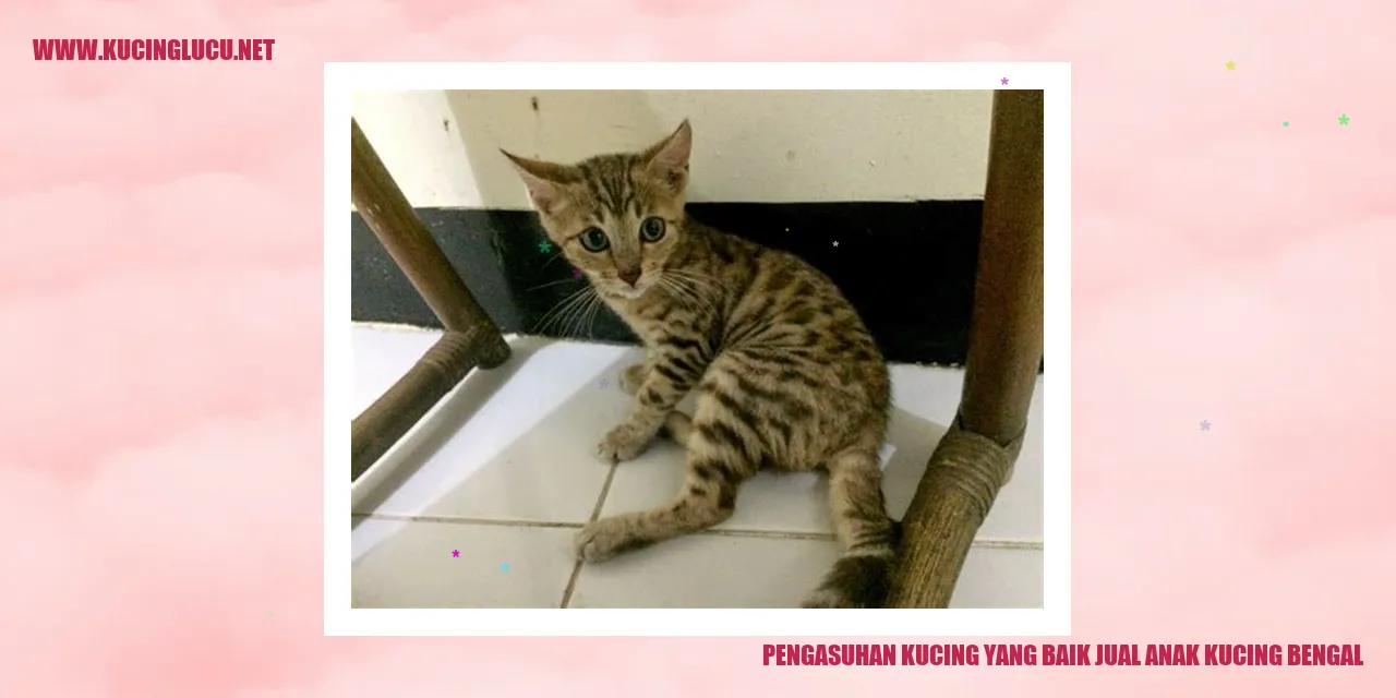 Gambar Kucing Bengal