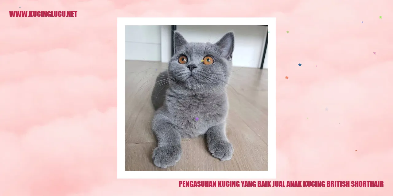 gambar kucing british shorthair
