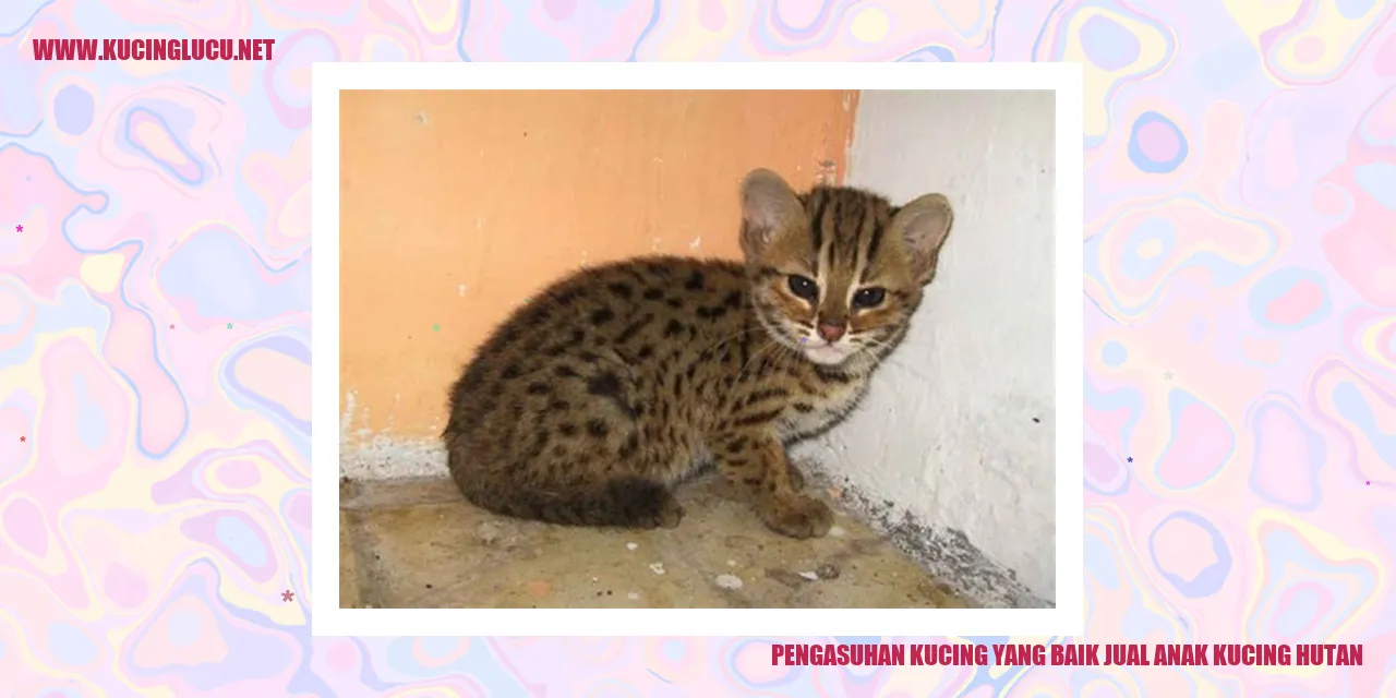Pengasuhan Kucing yang Baik jual anak kucing hutan