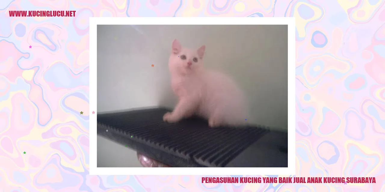 Pengasuhan Kucing yang Baik