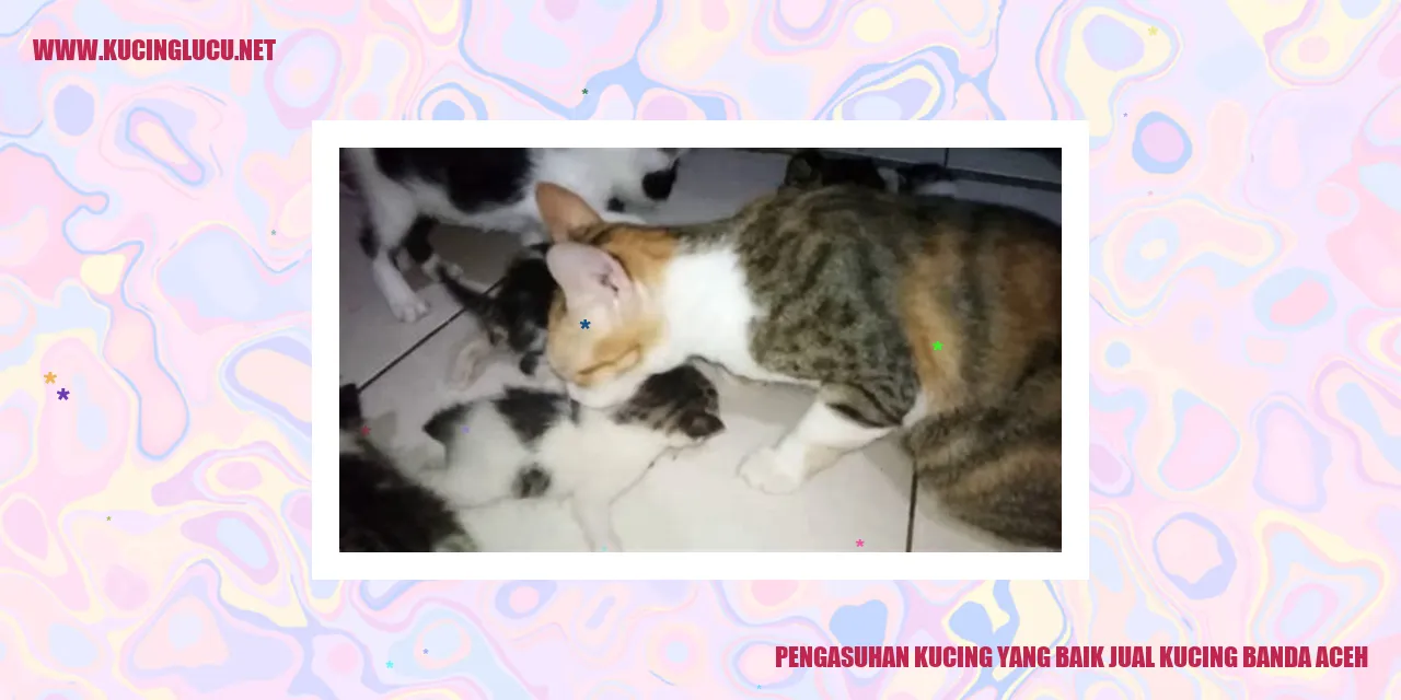 Pengasuhan Kucing yang Baik jual kucing banda aceh