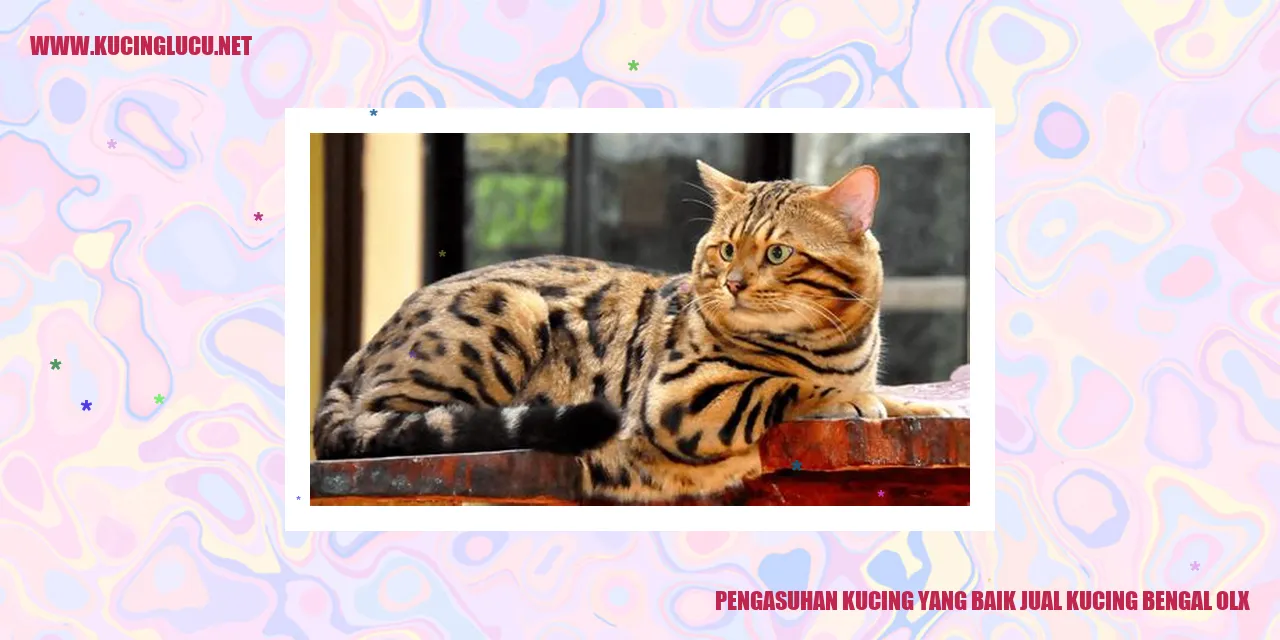 Pengasuhan Kucing yang Baik jual kucing bengal olx