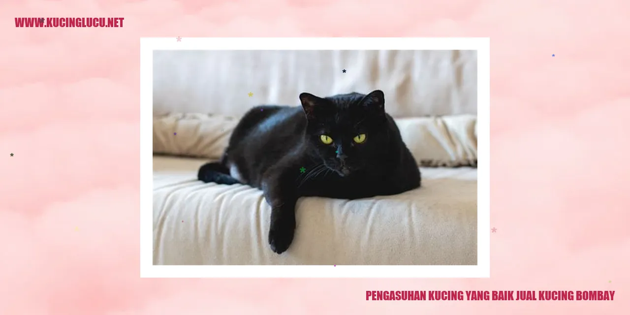 Foto kucing bombay yang menarik perhatian