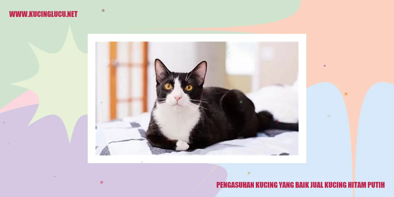 Kucing Hitam Putih