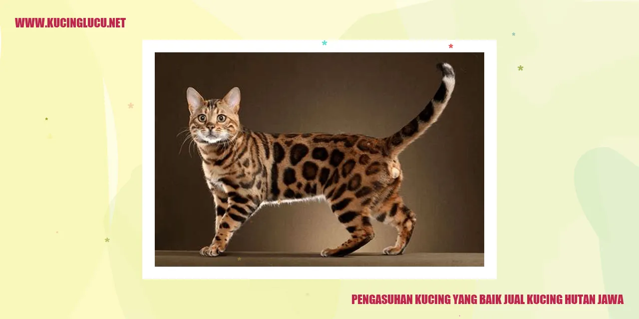 Kucing Hutan Jawa