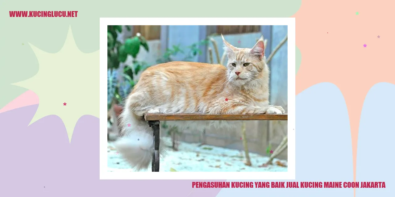 Kucing Maine Coon