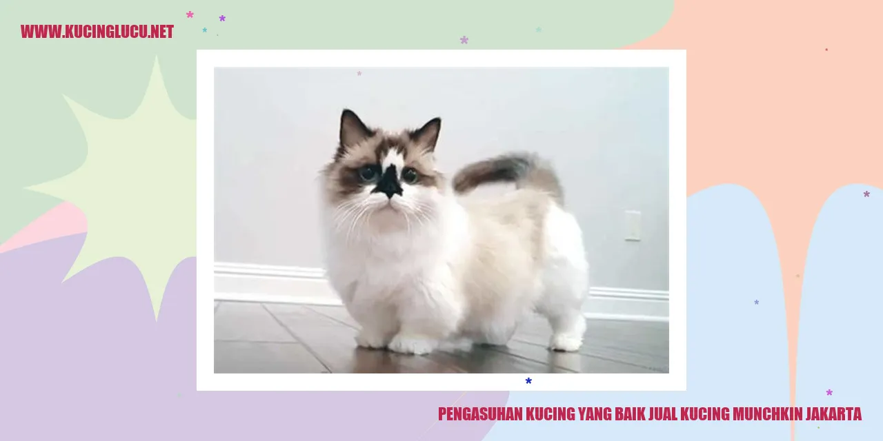 Gambar Kucing Munchkin
