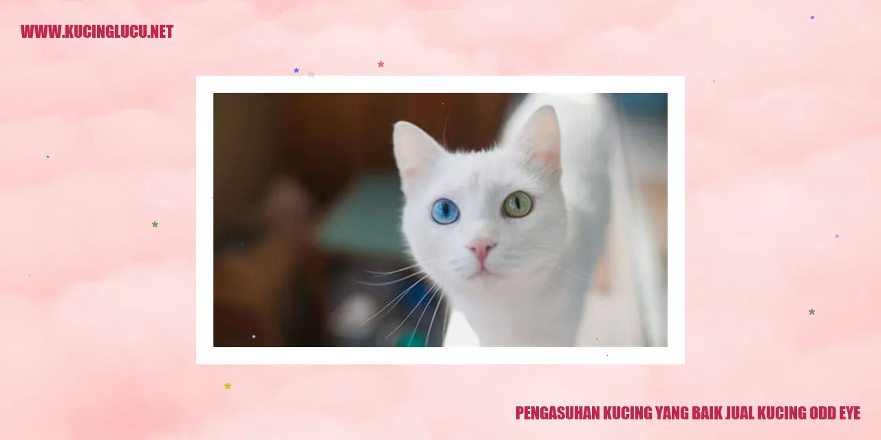 Kucing Odd Eye