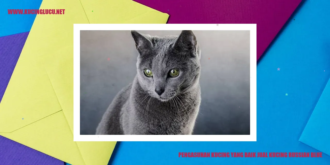 Kucing Russian Blue yang Menggemaskan