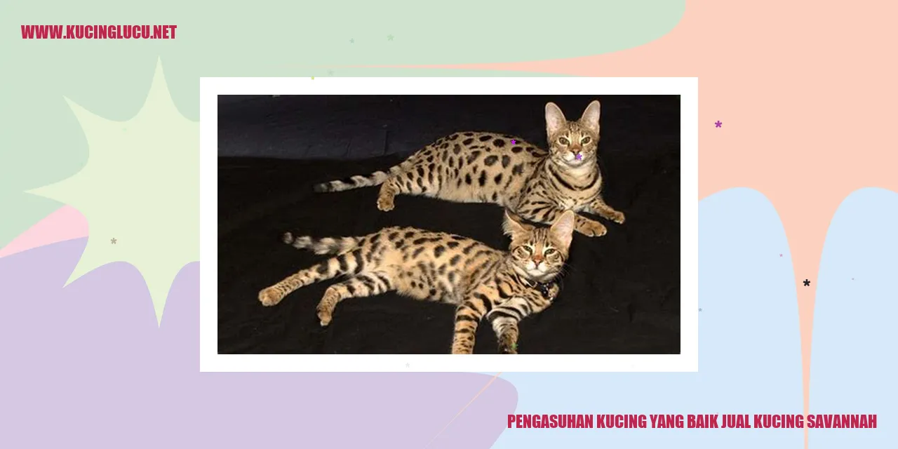 Kucing savannah