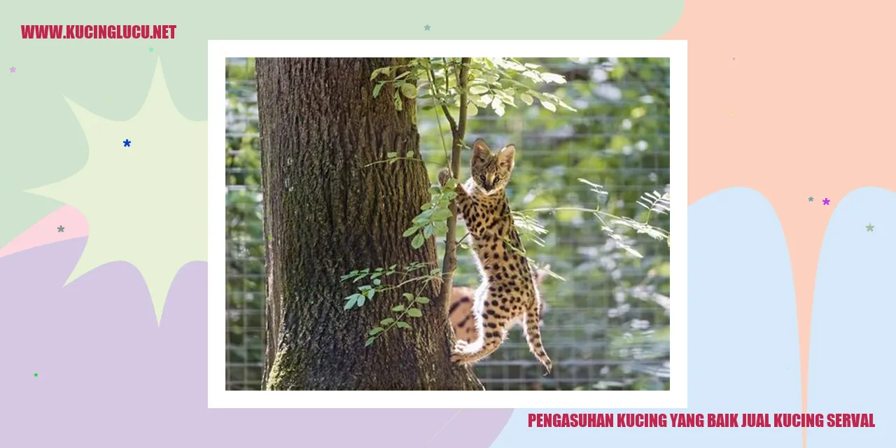 Gambar kucing lucu