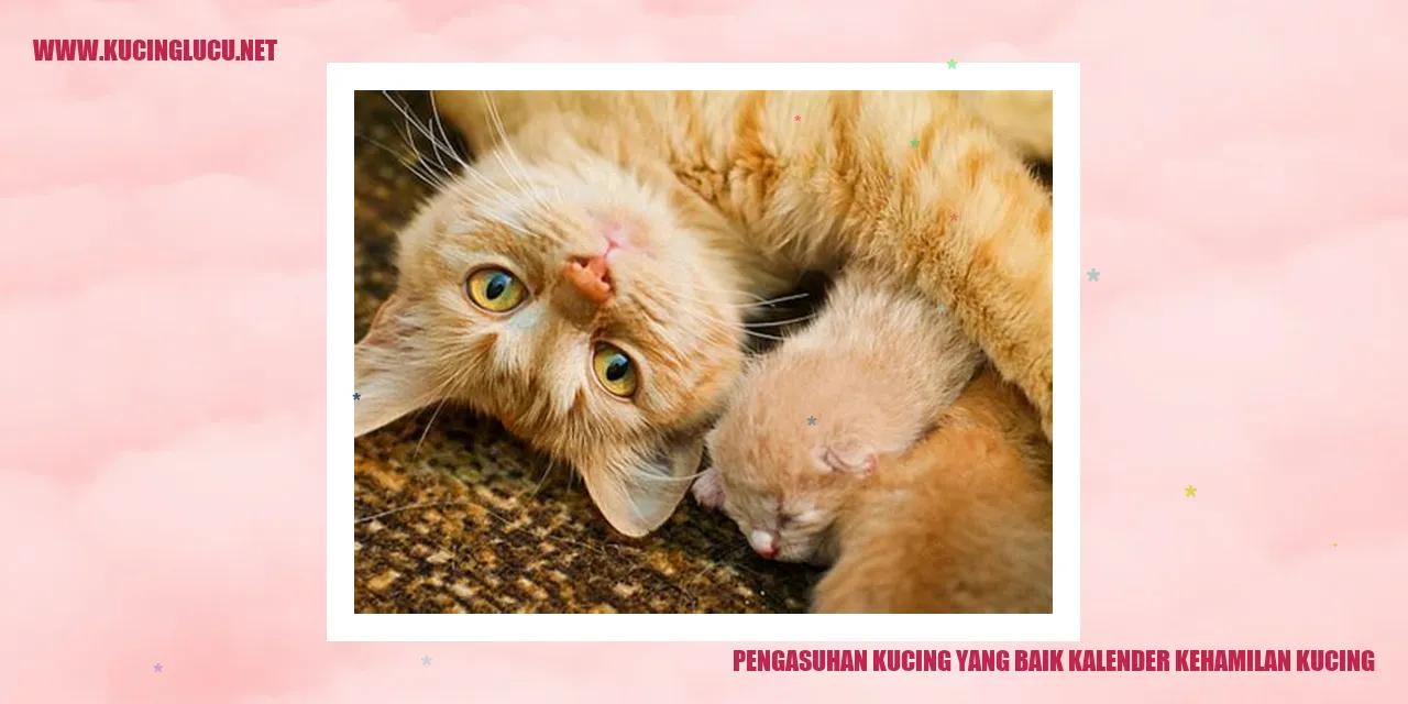 Gambar kucing hamil