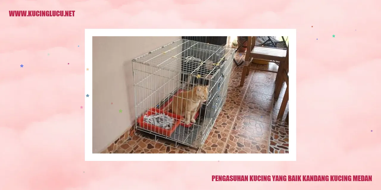 gambar kucing