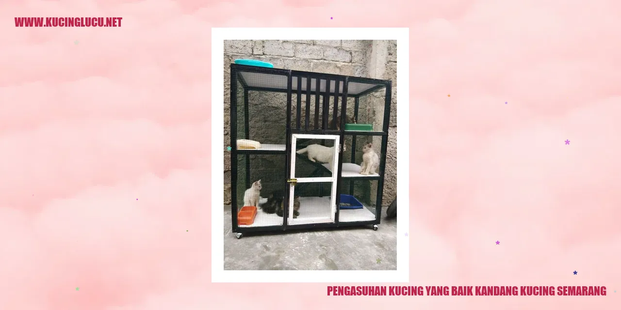 Kucing di Kandang Kucing Semarang