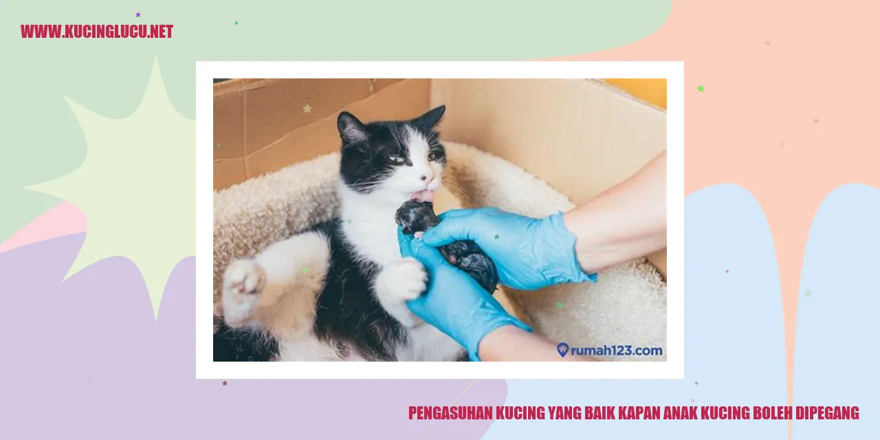 gambar kucing