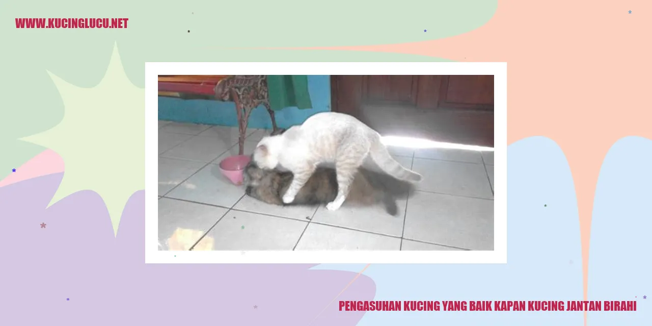 kucing jantan birahi