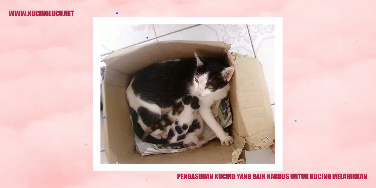 Sebuah Kardus Sebagai Tempat Melahirkan Kucing