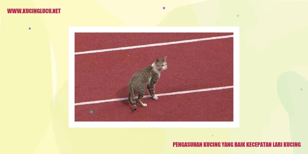 Kucing berlari