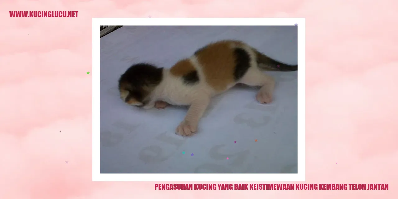 Kucing Kembang Telon