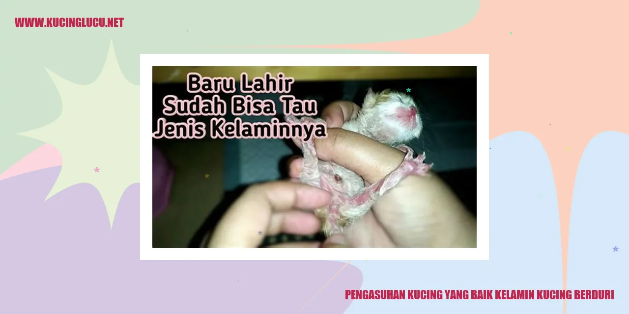 Gambar Kucing Berduri