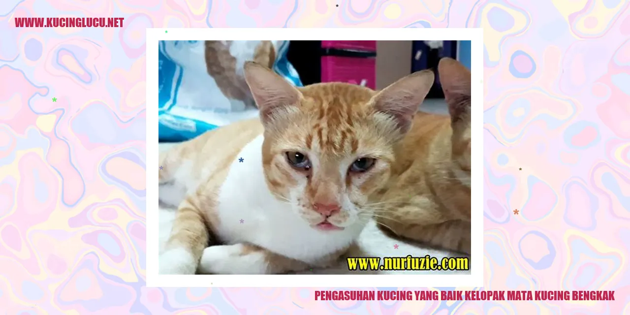 Kucing Mengalami Kelopak Mata Bengkak