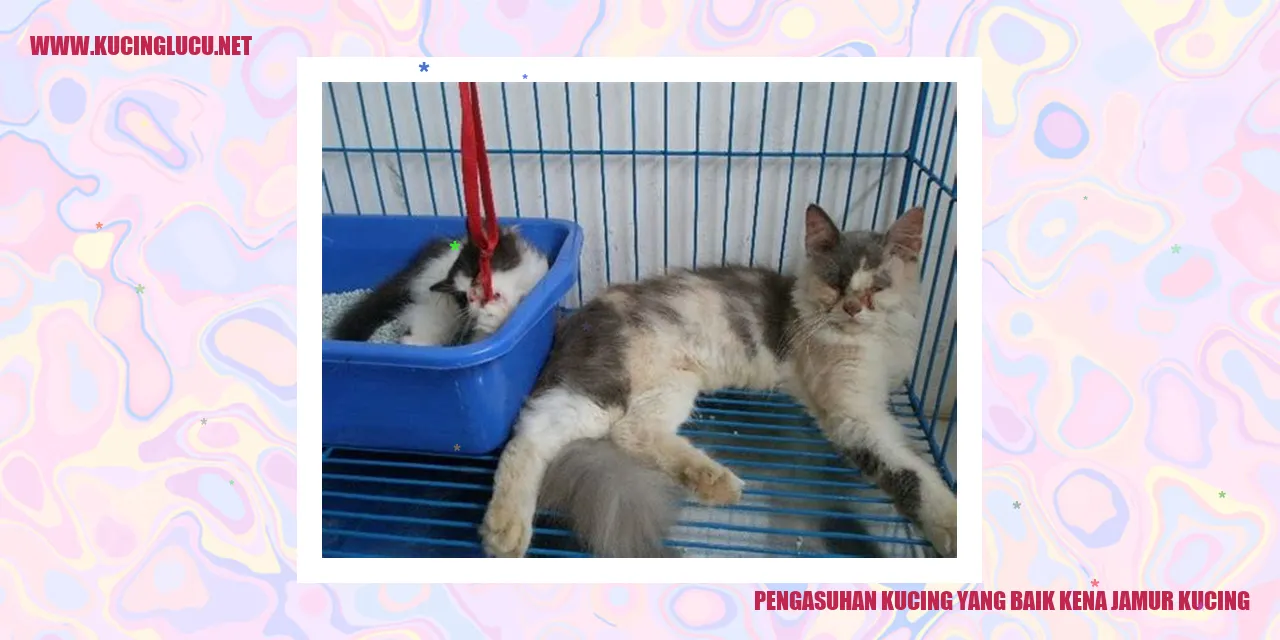 Pengasuhan Kucing yang Baik kena jamur kucing