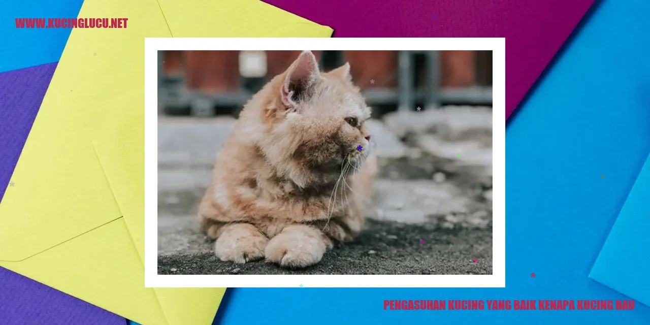 Kucing Wangi