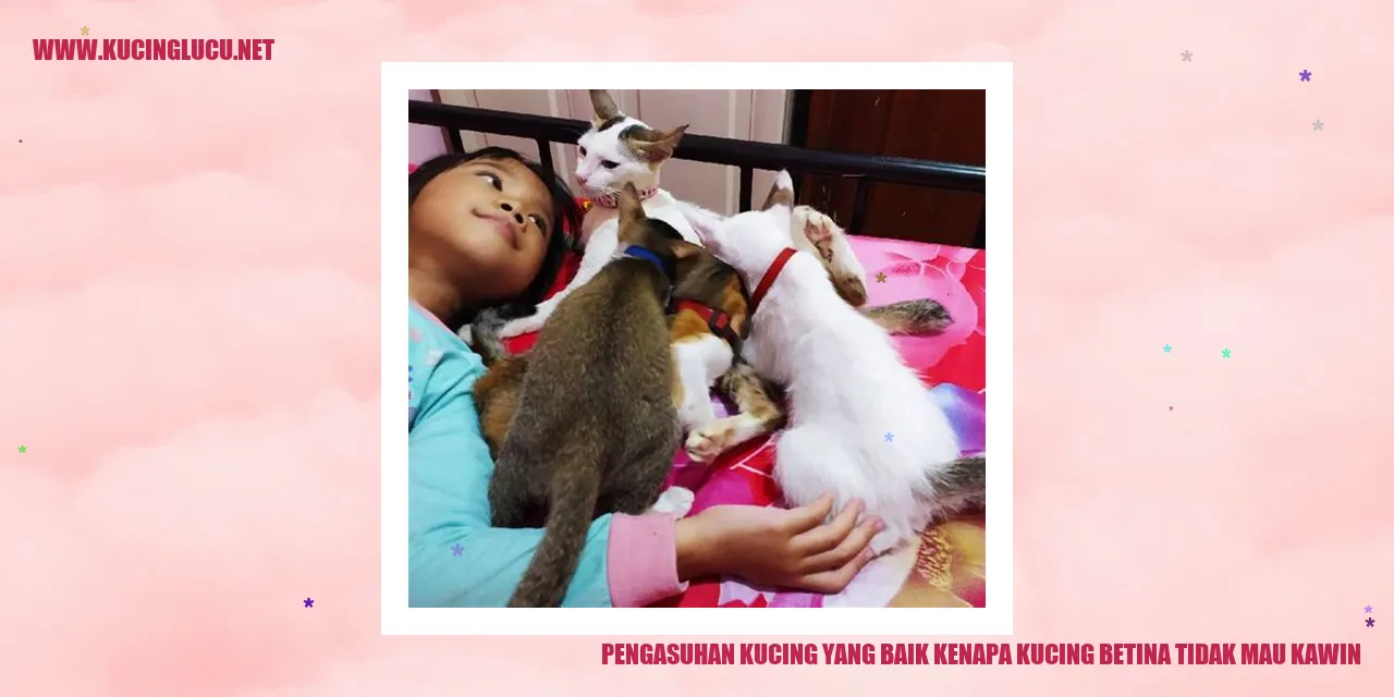 gambar kucing betina