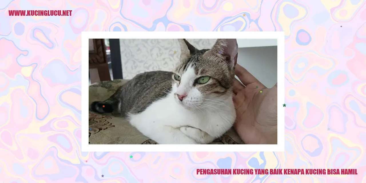 Gambar Kucing yang Lucu dan Menggemaskan