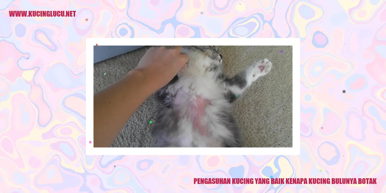 Kucing dengan Bulu Botak