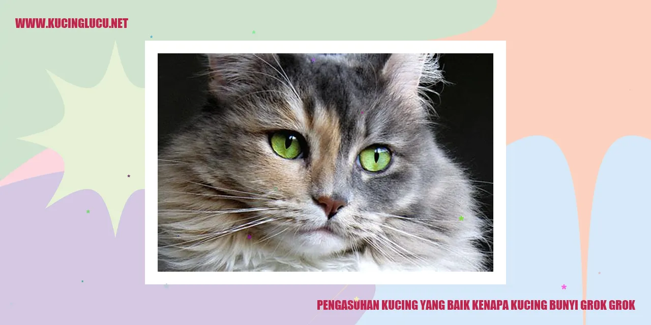Suara Grok Grok pada Kucing