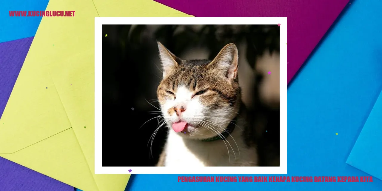 Pengasuhan Kucing yang Baik