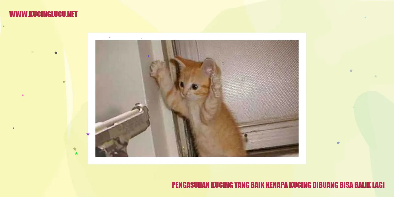 Pengasuhan Kucing yang Baik kenapa kucing dibuang bisa balik lagi