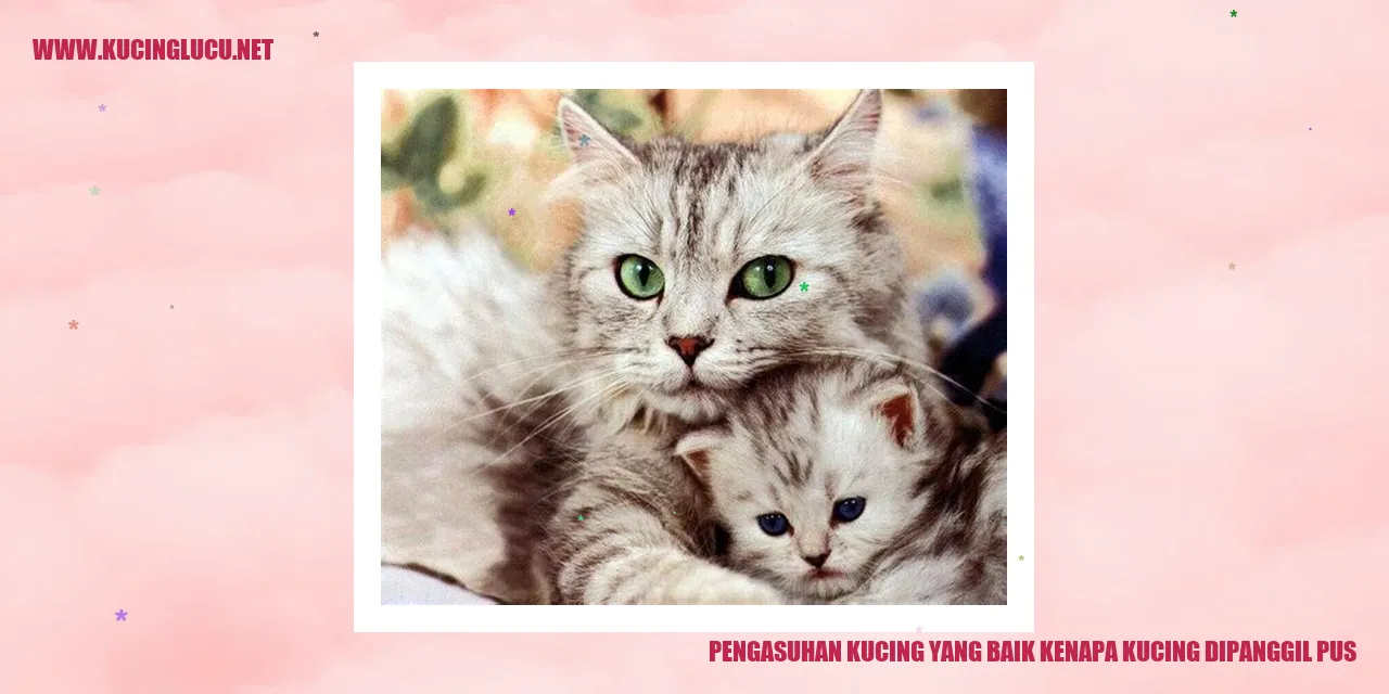 Gambar Kucing