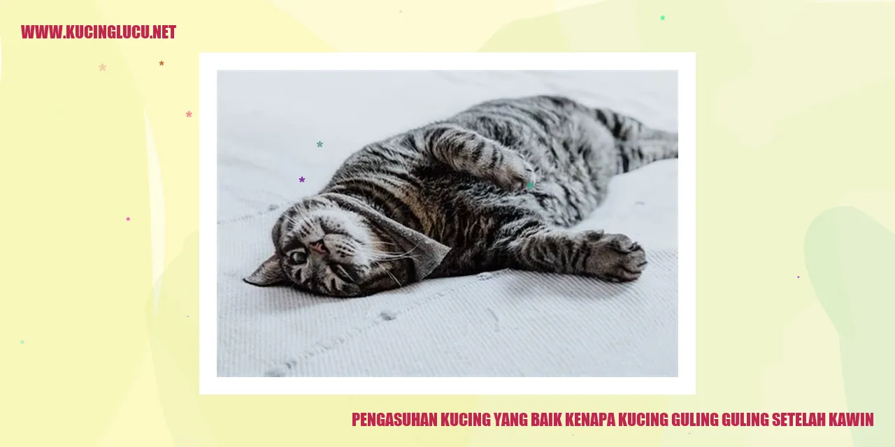 Kucing guling-guling setelah kawin