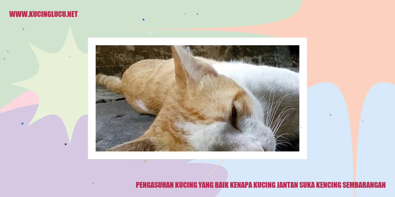 gambar kucing jantan