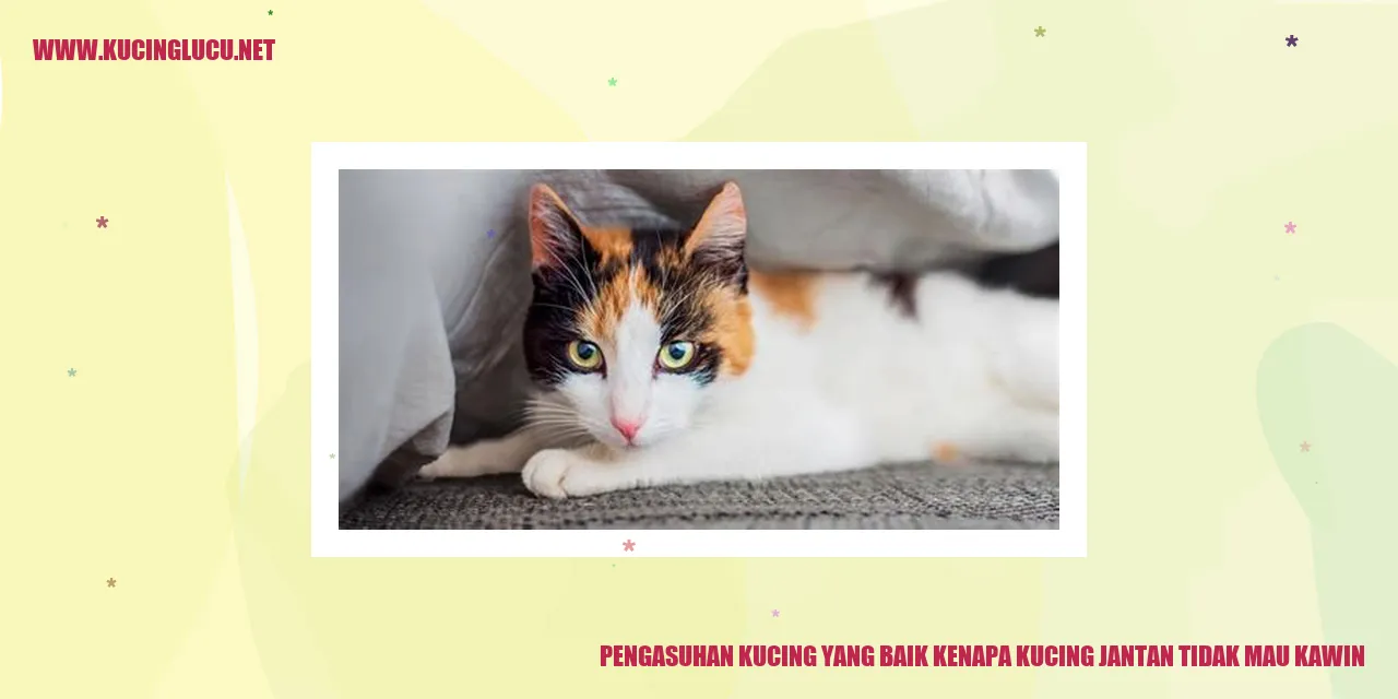 Gambar Kucing