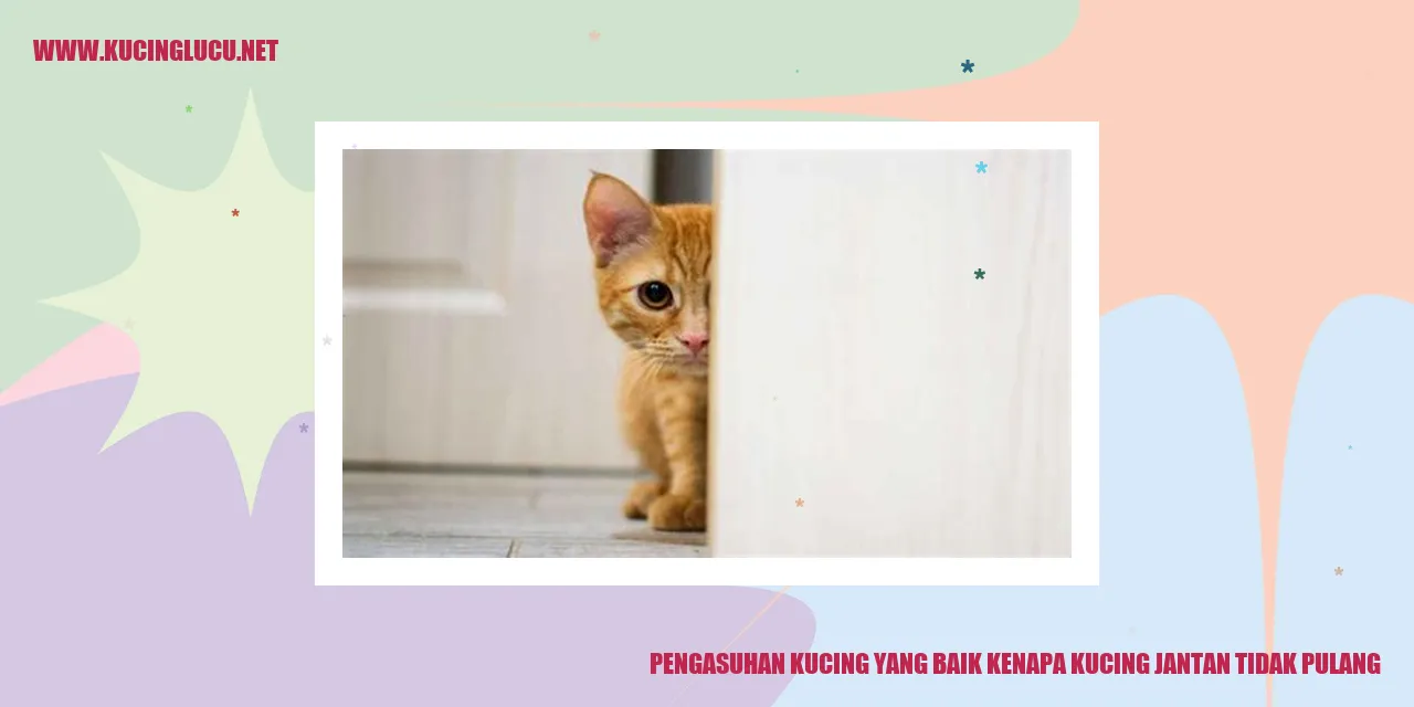 Gambar kucing jantan