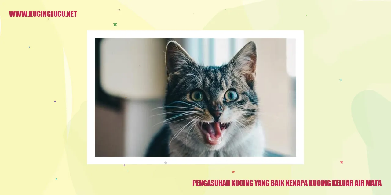 Kucing yang keluar air mata