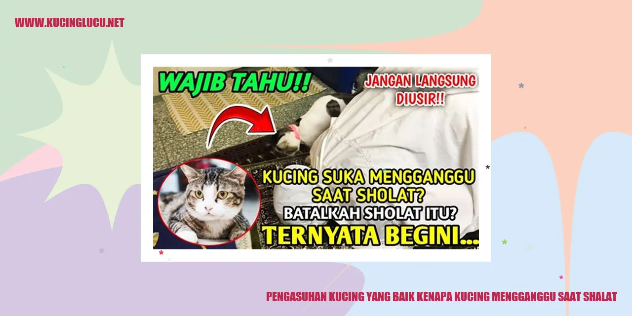 Gambar Kucing Mengganggu saat Shalat