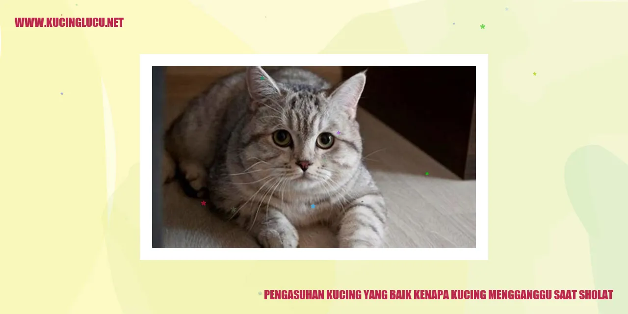Pengasuhan Kucing yang Baik
