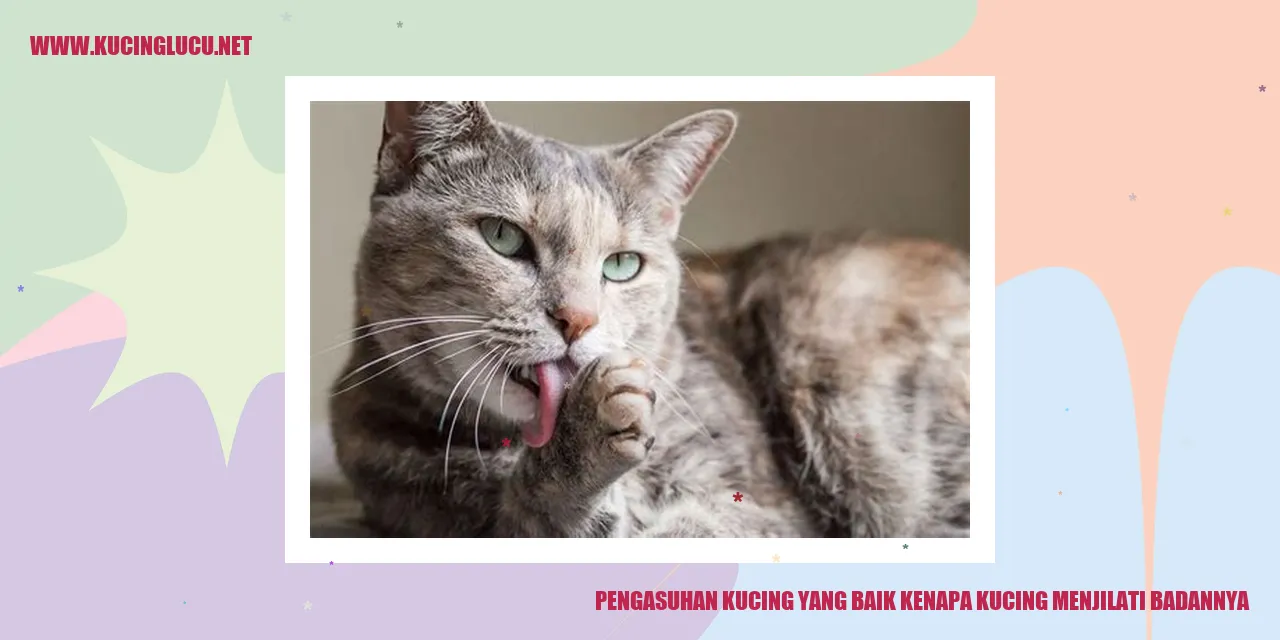 gambar kucing menjilati dirinya