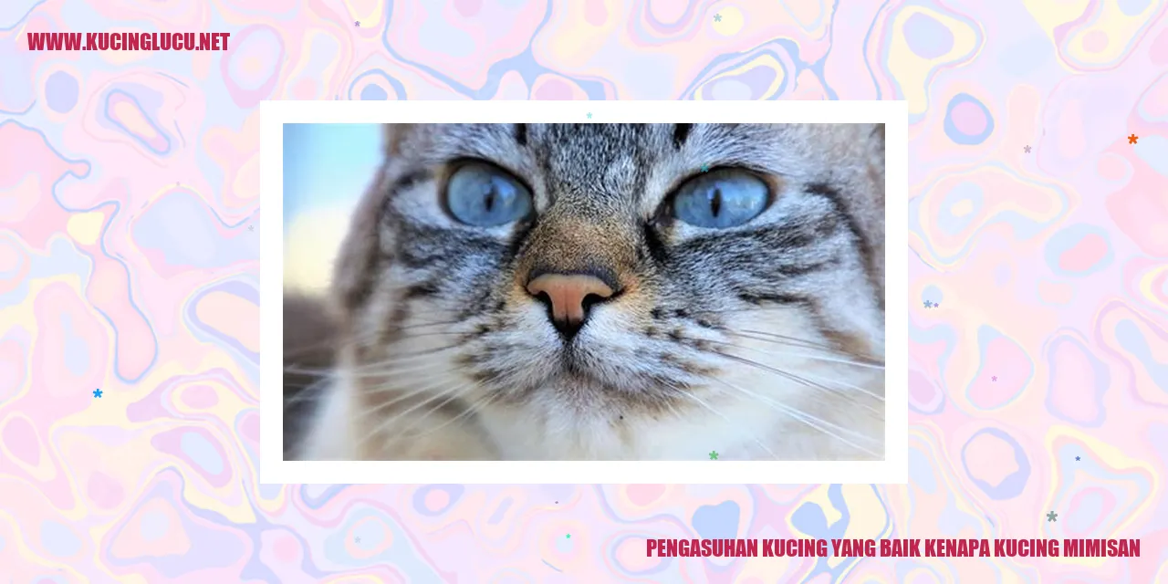 Kucing Mimisan
