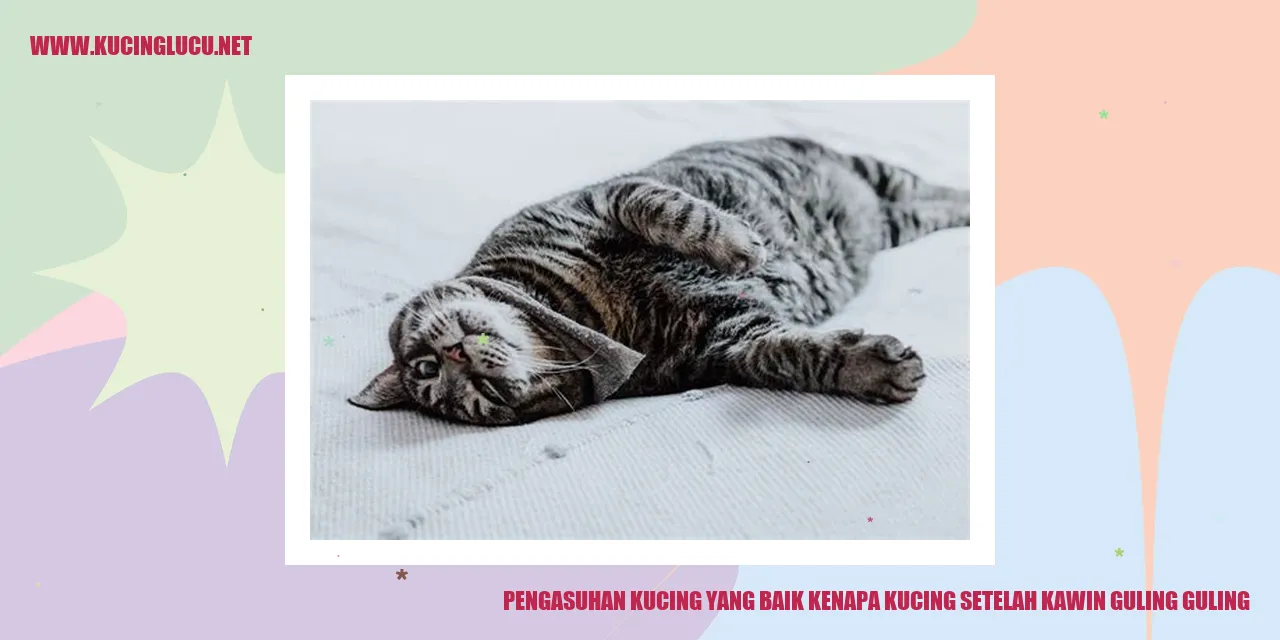 Kucing setelah kawin guling-guling