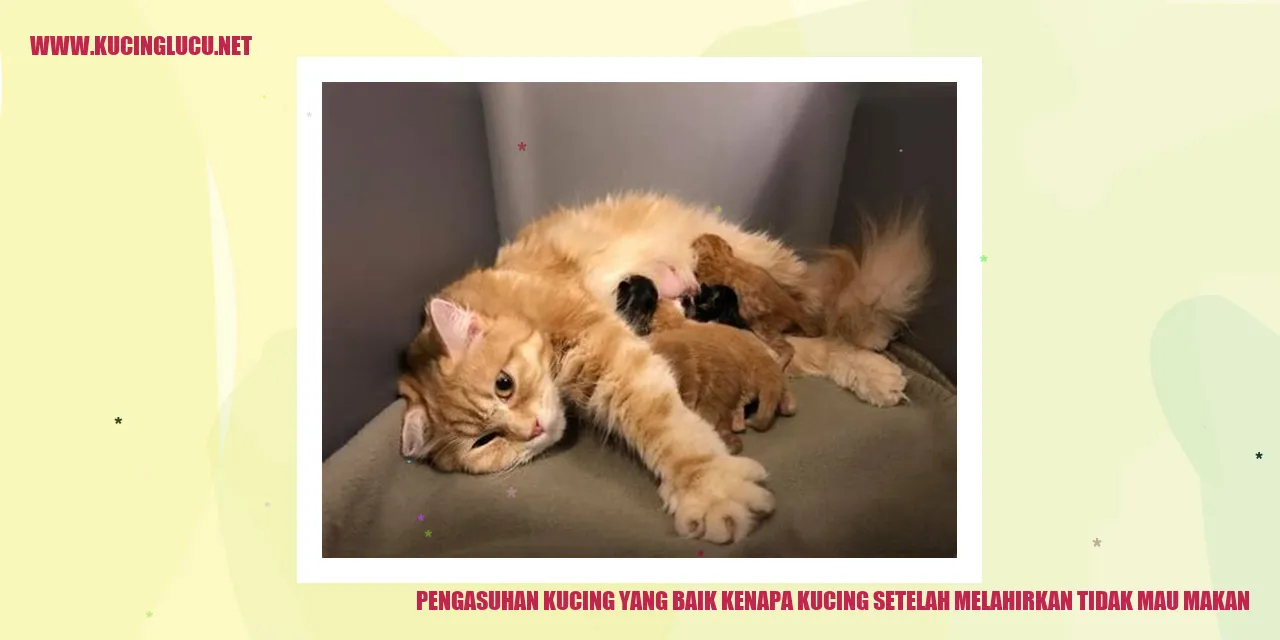 Gambar Kucing yang Tidak Berselera Makan Setelah Melahirkan