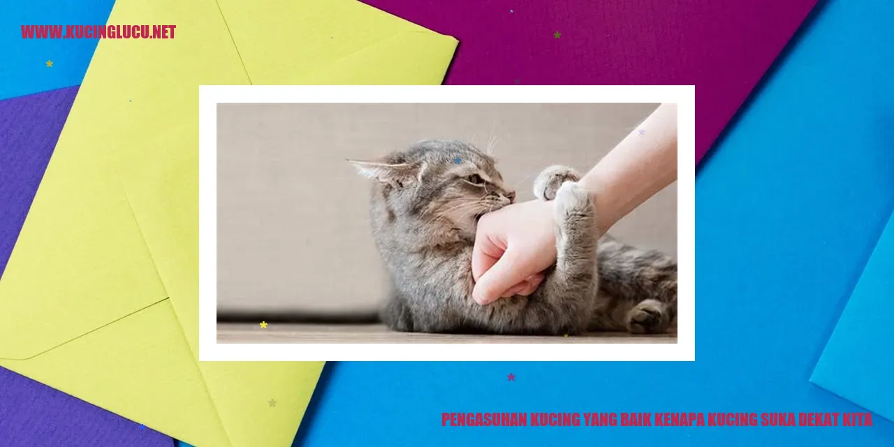 Kucing dekat kita