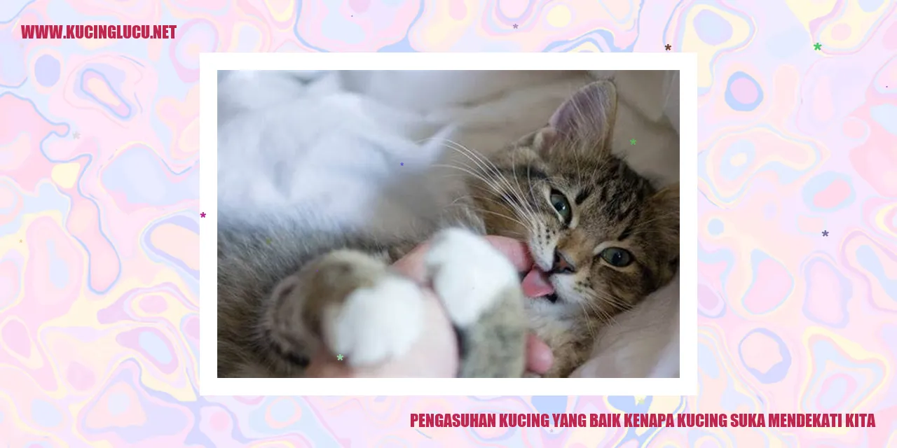 kucing mendekati kita