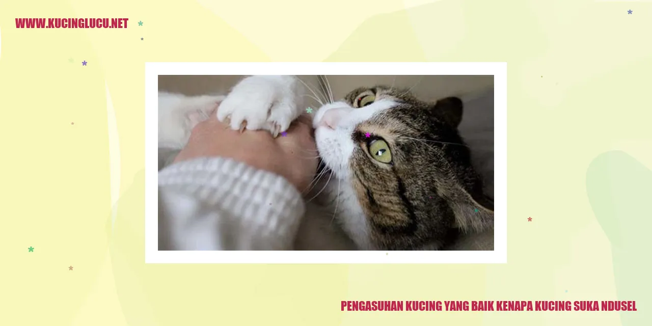 Gambar Kucing