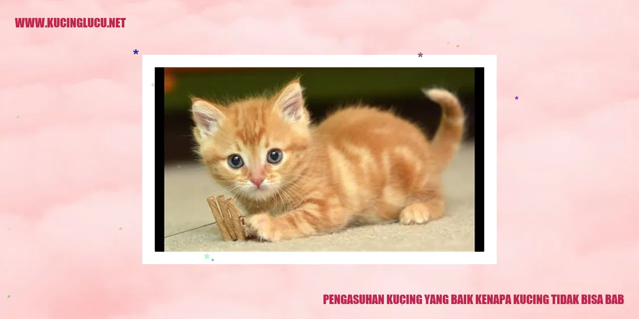 Pengasuhan Kucing yang Baik