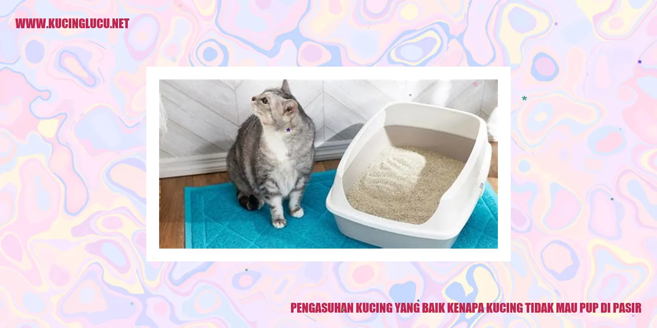 Kucing pup di luar pasir